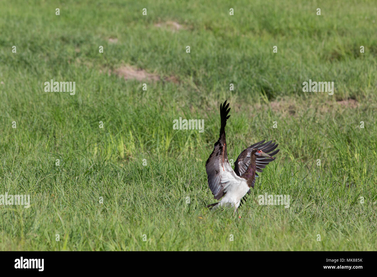 D'Abdim (Ciconia abdimii Cigogne). Descendez dans les prairies. Saison humide. Okavango Deta. Le Botswana. L'Afrique. Banque D'Images