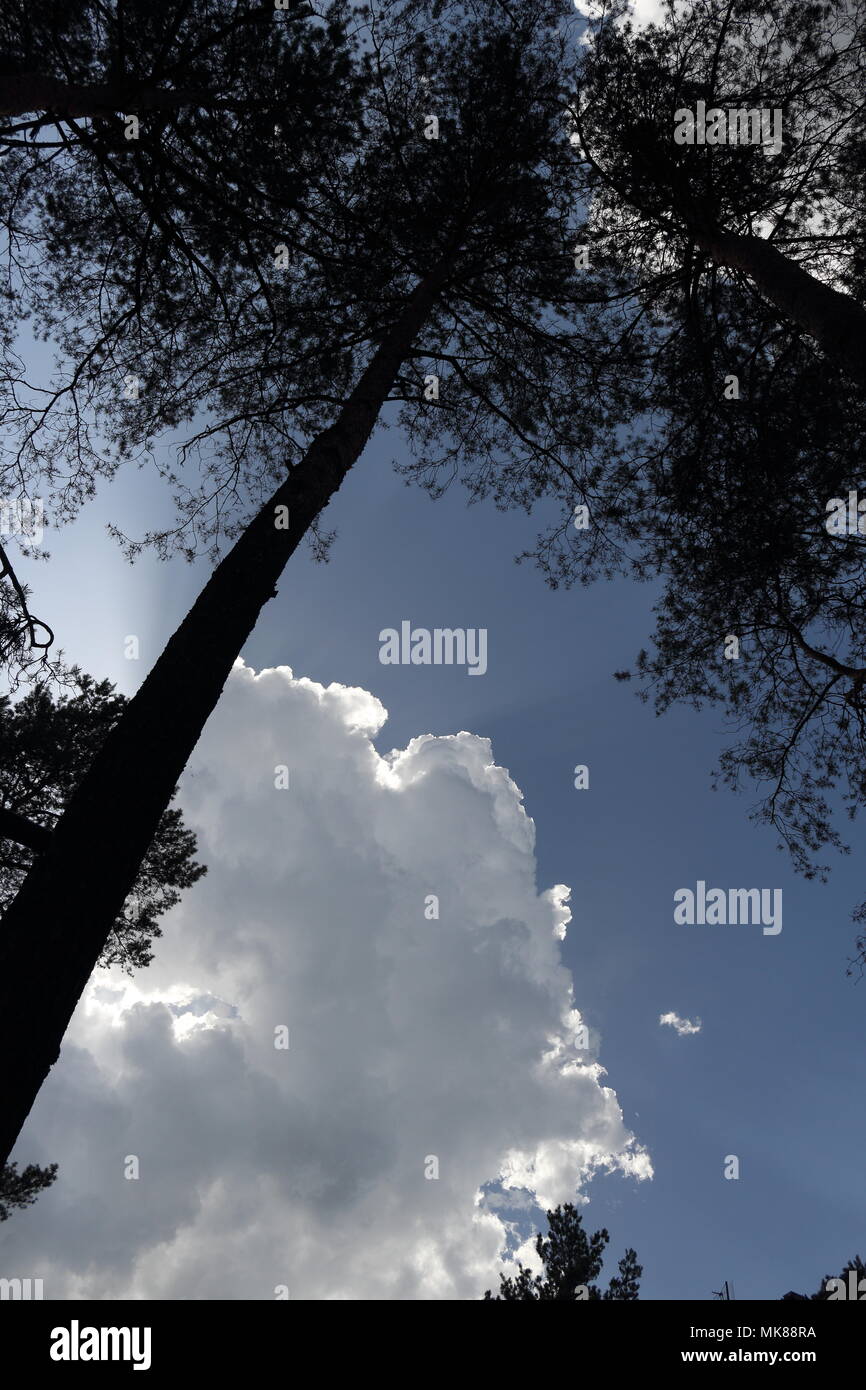 Ciel Bleu, bordée d'argent et d'un nuage silhouette de grand pin tree Banque D'Images