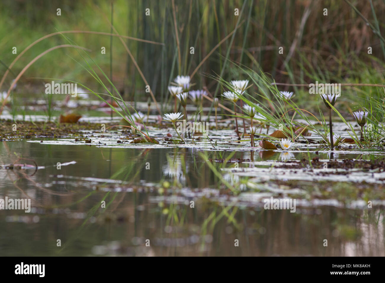 Nénuphar (Nymphaea nouchali caerulea). Bud, bourgeons et fleurs ouvertes, et des réflexions sur la surface de l'eau. Piscine d'eau douce. Delta de l'Okavango. Le Botswana, l'Afrique Banque D'Images