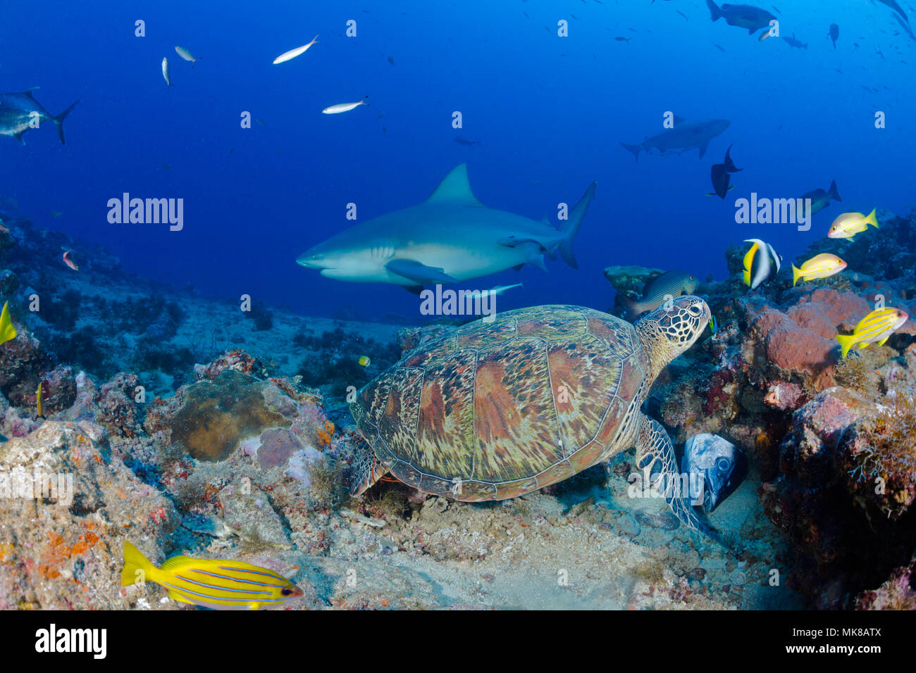 Je crois comprendre que c'est la seule fois qu'une tortue verte, Chelonia mydas, une espèce menacée est arrivée à un shark feeding qui béné Banque D'Images