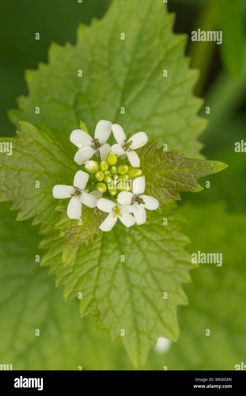 Close-up de l'alliaire officinale (Alliaria pétiolées fleurs) Banque D'Images