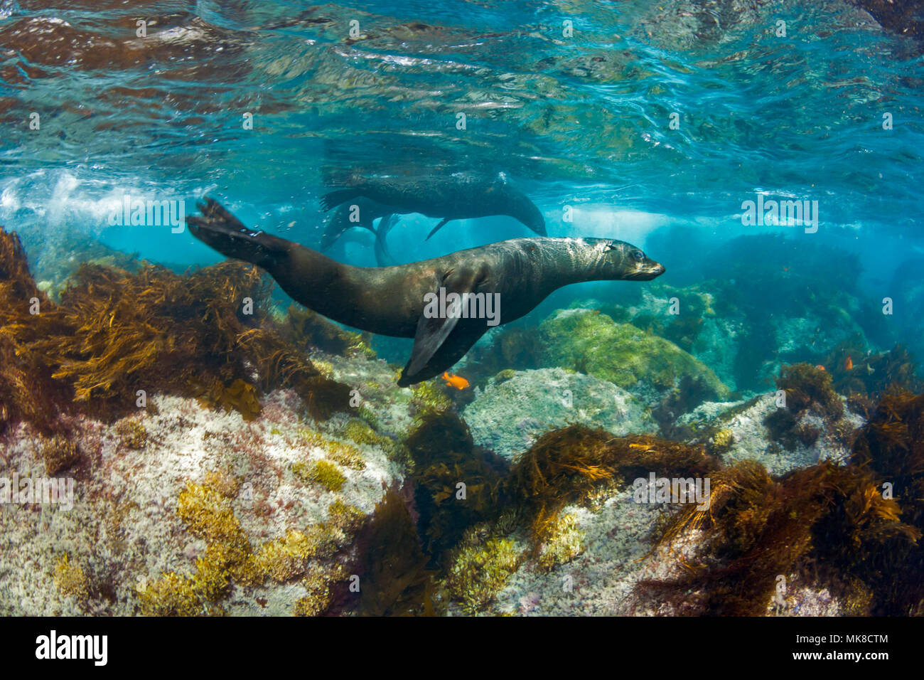 Ce jeune Guadalupe fur seal, Arctocephalus townsendi, a été photographié dans les eaux peu profondes au large de l'île de Guadalupe, au Mexique. Banque D'Images