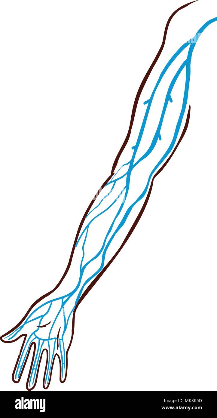 Vector illustration d'un les nervures principales du bras. Illustration de Vecteur