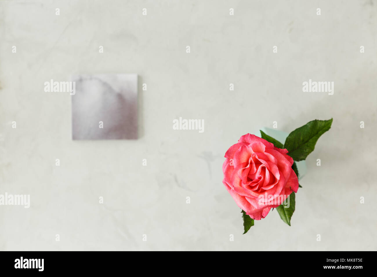 Vue de dessus une rose rose sur fond lumineux avec copie espace. Concept de fleurs d'anniversaire Banque D'Images