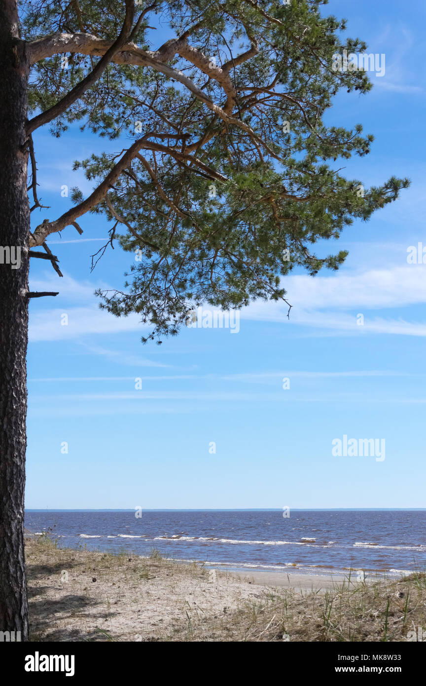 La production d'arbres de pins sur les dunes de sable de Valgeranna beach dans l'ouest de l'Estonie par la mer Baltique Banque D'Images