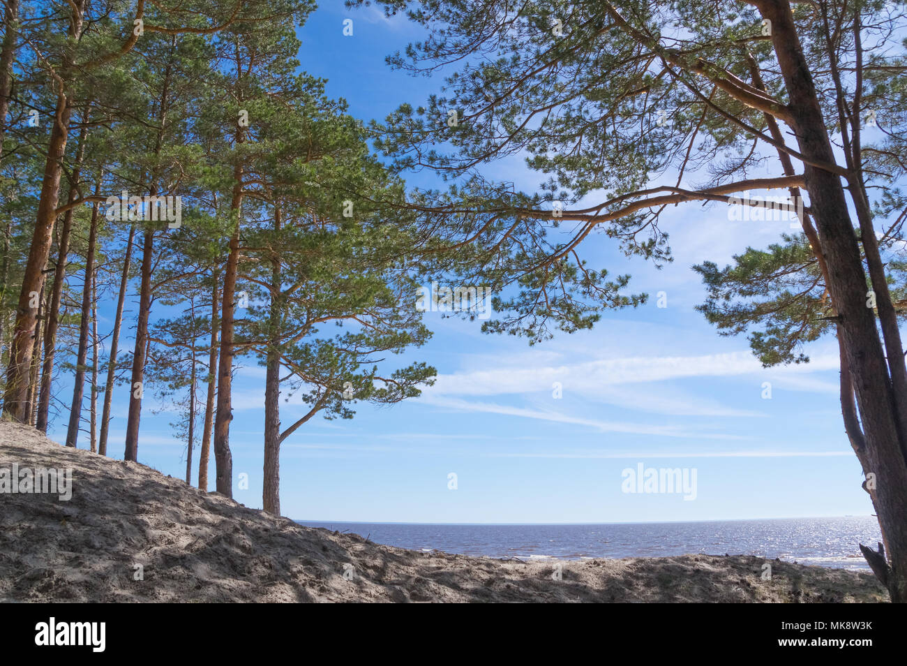 Pin majestueux arbres croissant sur les dunes de sable sur la plage de Valgeranna à Parnu, Estonie Comté Banque D'Images