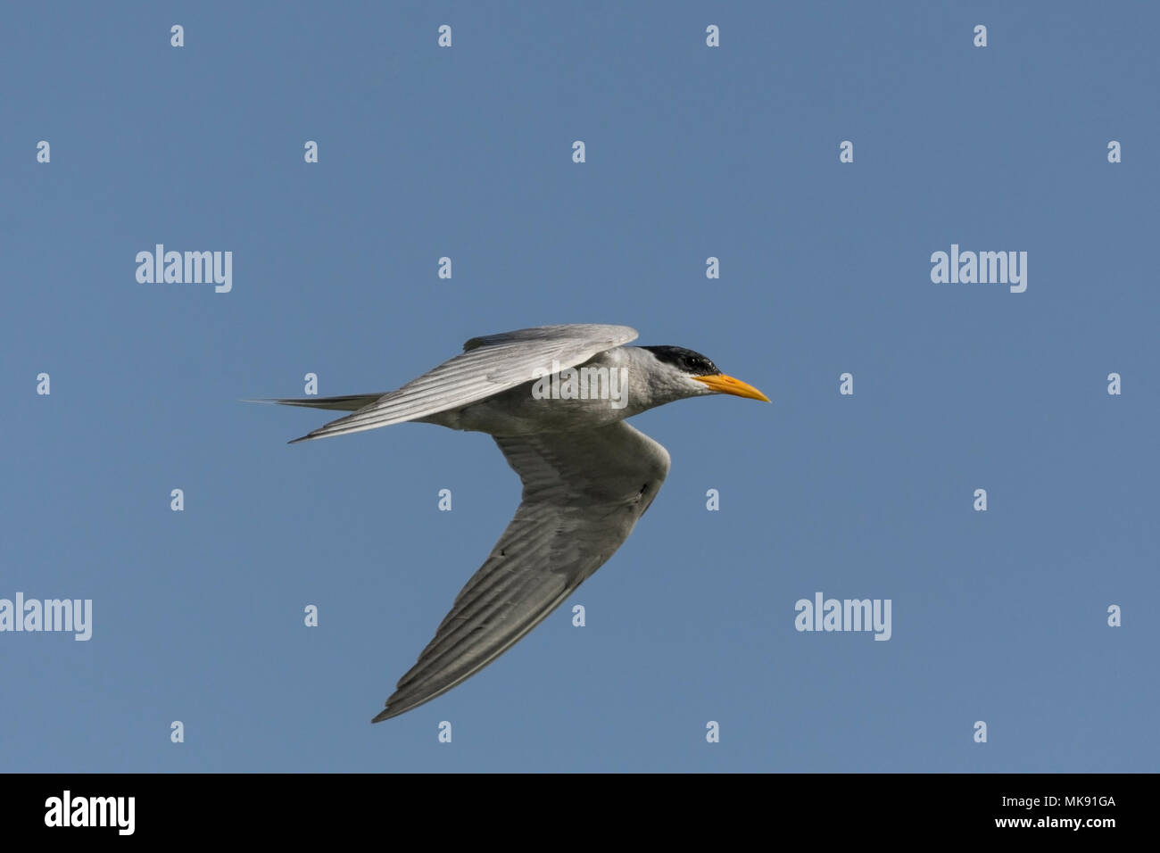 Sterne pierregarin (Sterna rivière Aurantia) voler. Banque D'Images