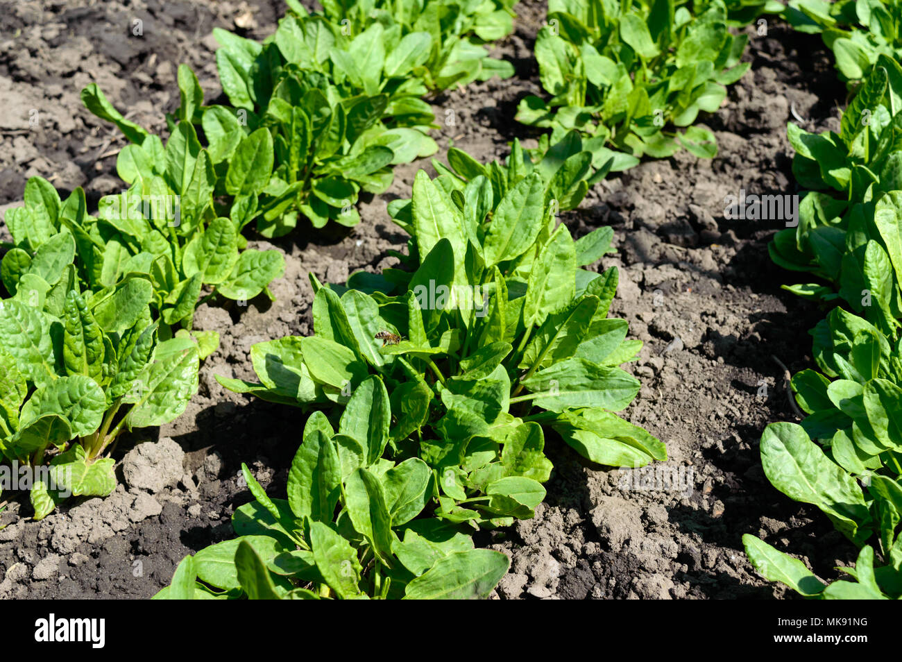 Jardin potager avec des herbes. Le jeune oseille pousse dans la terre. Banque D'Images