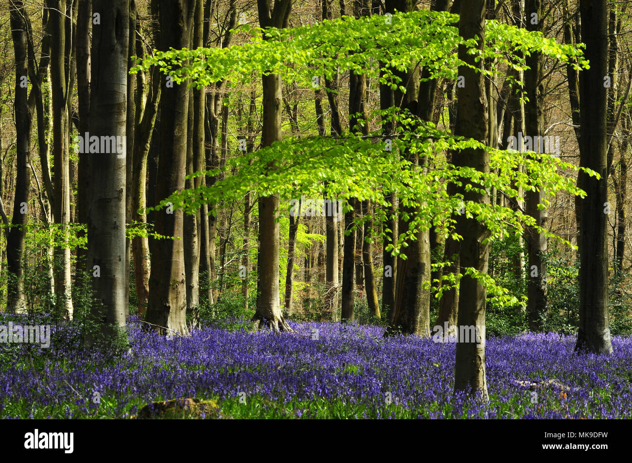 Bluebells à West Woods, Wiltshire, Royaume-Uni Banque D'Images