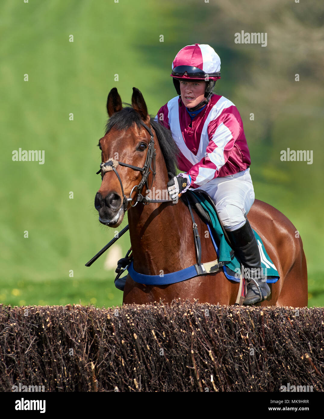 Un jockey montre son cheval de la première clôture sur une liaison point-à-point race course Banque D'Images