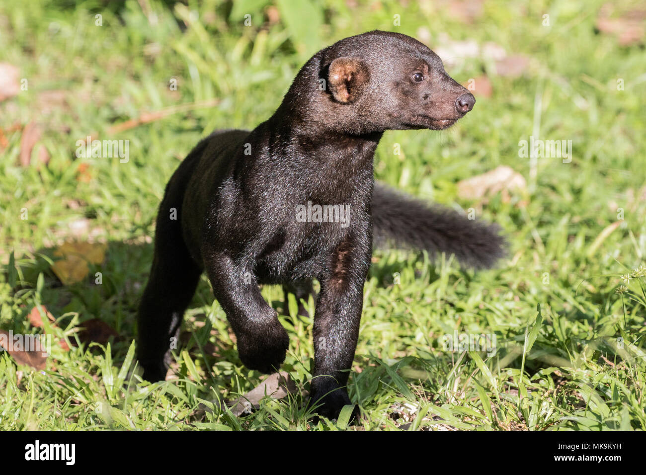 Tayra Eira barbara des profils de marcher sur la végétation courte, Costa Rica Banque D'Images