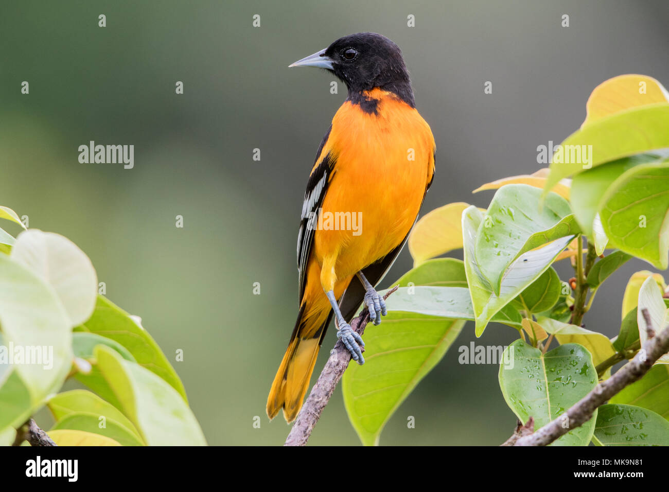 L'oriole de Baltimore Icterus galbula perché sur adultes en direction de la forêt, le Costa Rica Banque D'Images
