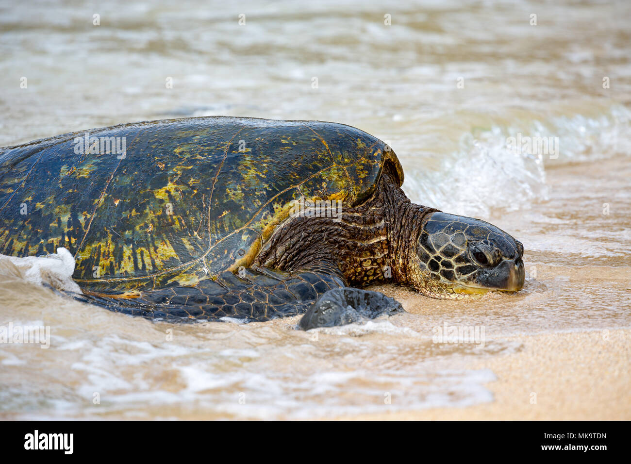 Une tortue verte, Chelonia mydas, espèce en voie de disparition, fait son chemin depuis l'océan Pacifique sur la plage, Maui, Hawaii. Banque D'Images