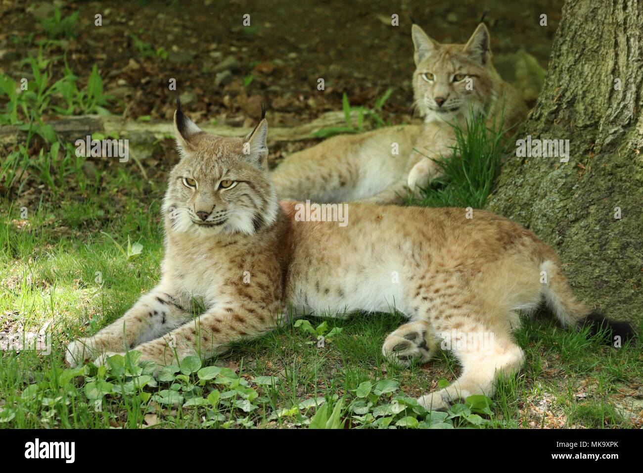 Portrait de deux Lynx couché sous un arbre Banque D'Images