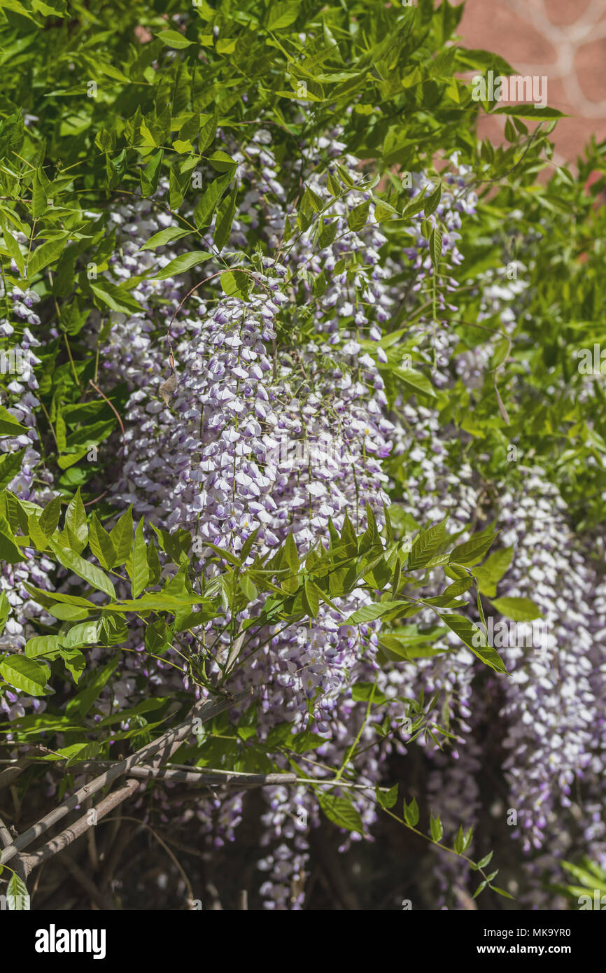 Des Grappes De Fleurs Rose Gros Plan Dune Glycine En Pleine