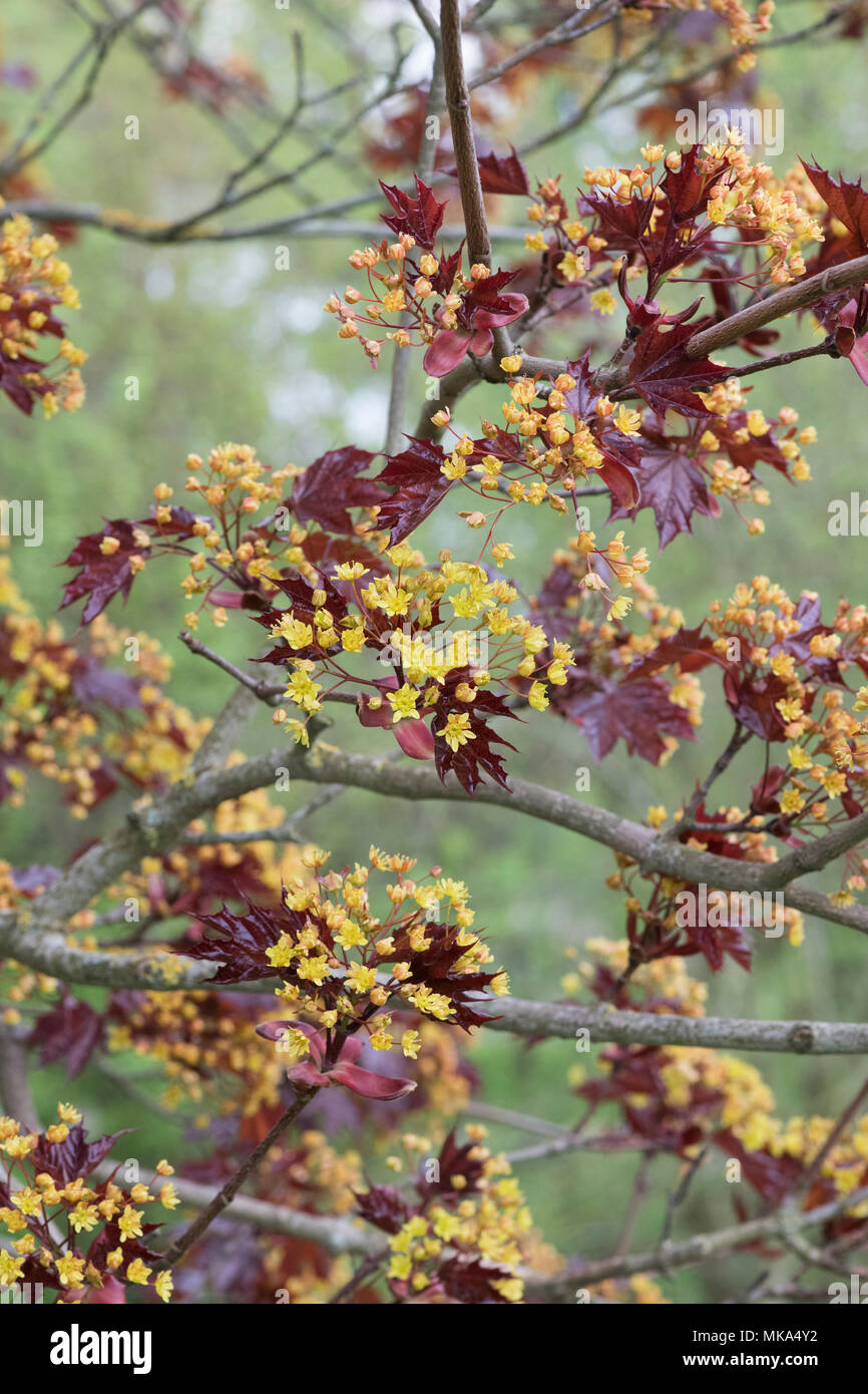 Acer platanoides 'Goldsworth Purple'. La floraison de l'arbre de l'érable de Norvège au printemps Banque D'Images