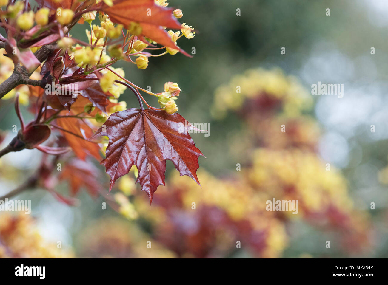 Acer platanoides 'Goldsworth Purple'. La floraison de l'arbre de l'érable de Norvège au printemps Banque D'Images