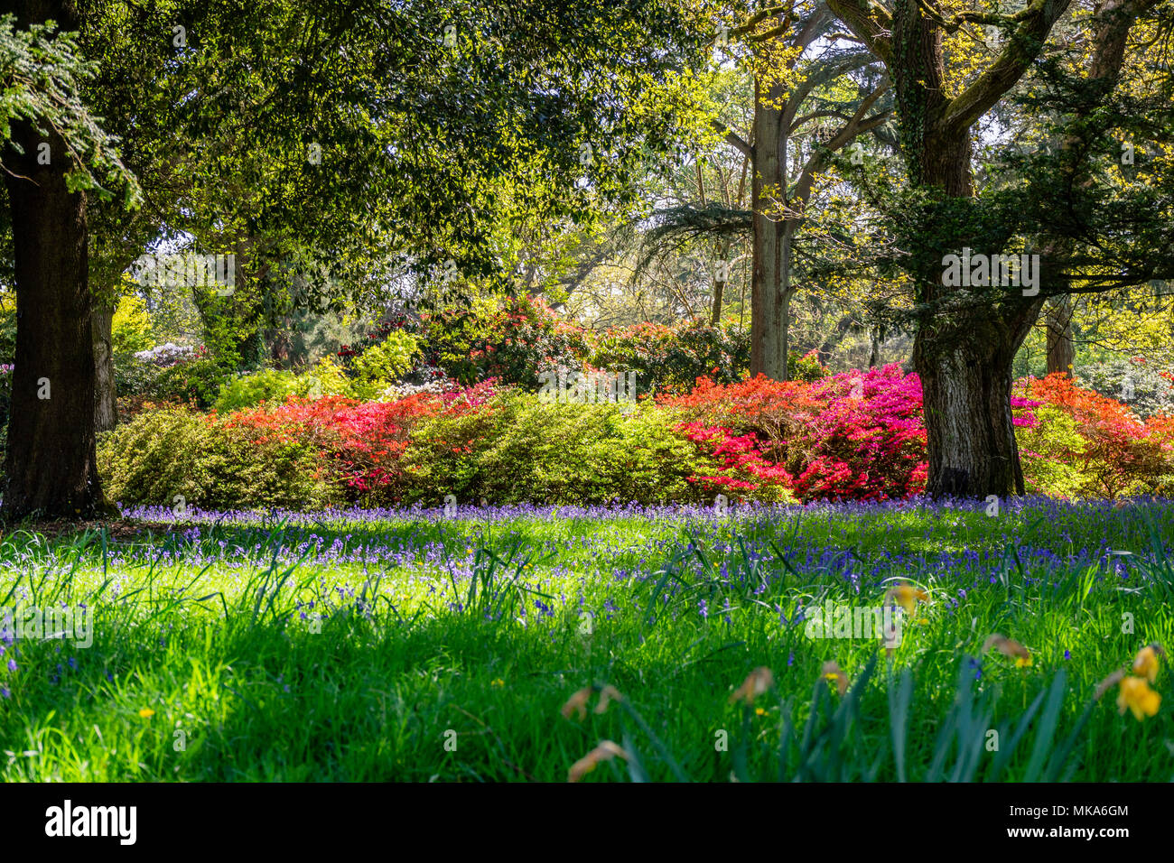 Plantes colorées au printemps dans les motifs d'Exbury Gardens, un grand jardin boisé appartenant à la famille Rothschild dans le Hampshire, England, UK Banque D'Images