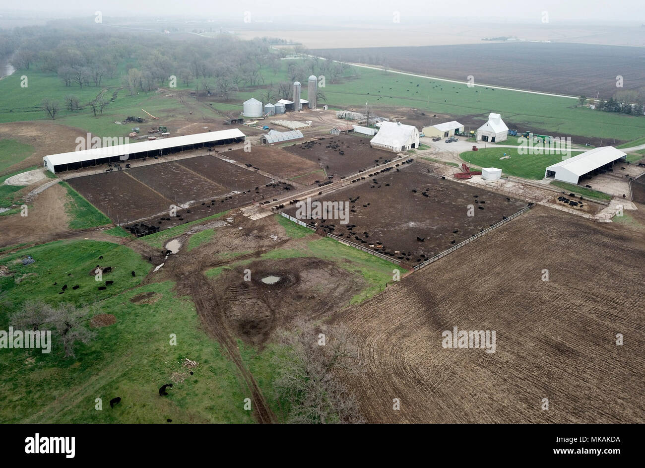 (180508) -- Atlantique, 8 mai 2018 (Xinhua) -- Photo prise le 2 mai 2018, Bill farmer montre la ferme de 6 mm dans la région atlantique de l'Iowa, aux États-Unis. Le projet de loi 6 mm et l'alimentation est d'environ 900 têtes de bétail dans sa ferme tout en développant des centaines d'acres de maïs et de soja dans l'état du Midwest. Un voyage en Chine en février a renforcé sa confiance en vendant plus de sa ferme's premier boeuf pour les clients chinois. Durant son séjour d'une semaine en Chine, 6 mm s'est entretenu avec des représentants de sept à 10 entreprises différentes qui ont des plans pour l'importation de bœuf américain. Conscient des autres préoccupations des agriculteurs plus de th Banque D'Images