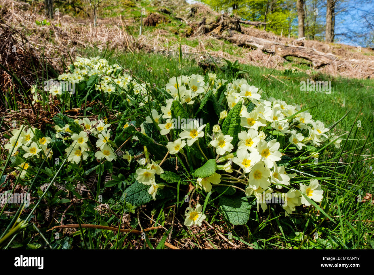 Primroses sur Loweswater Heights, Lake District, Cumbria Banque D'Images