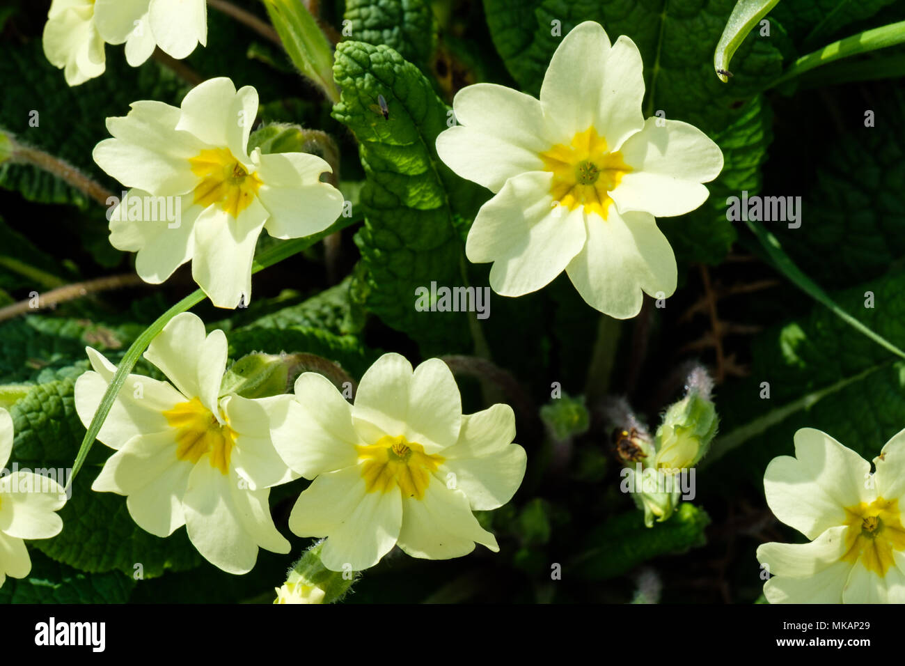Primroses sur Loweswater Heights, Lake District, Cumbria Banque D'Images