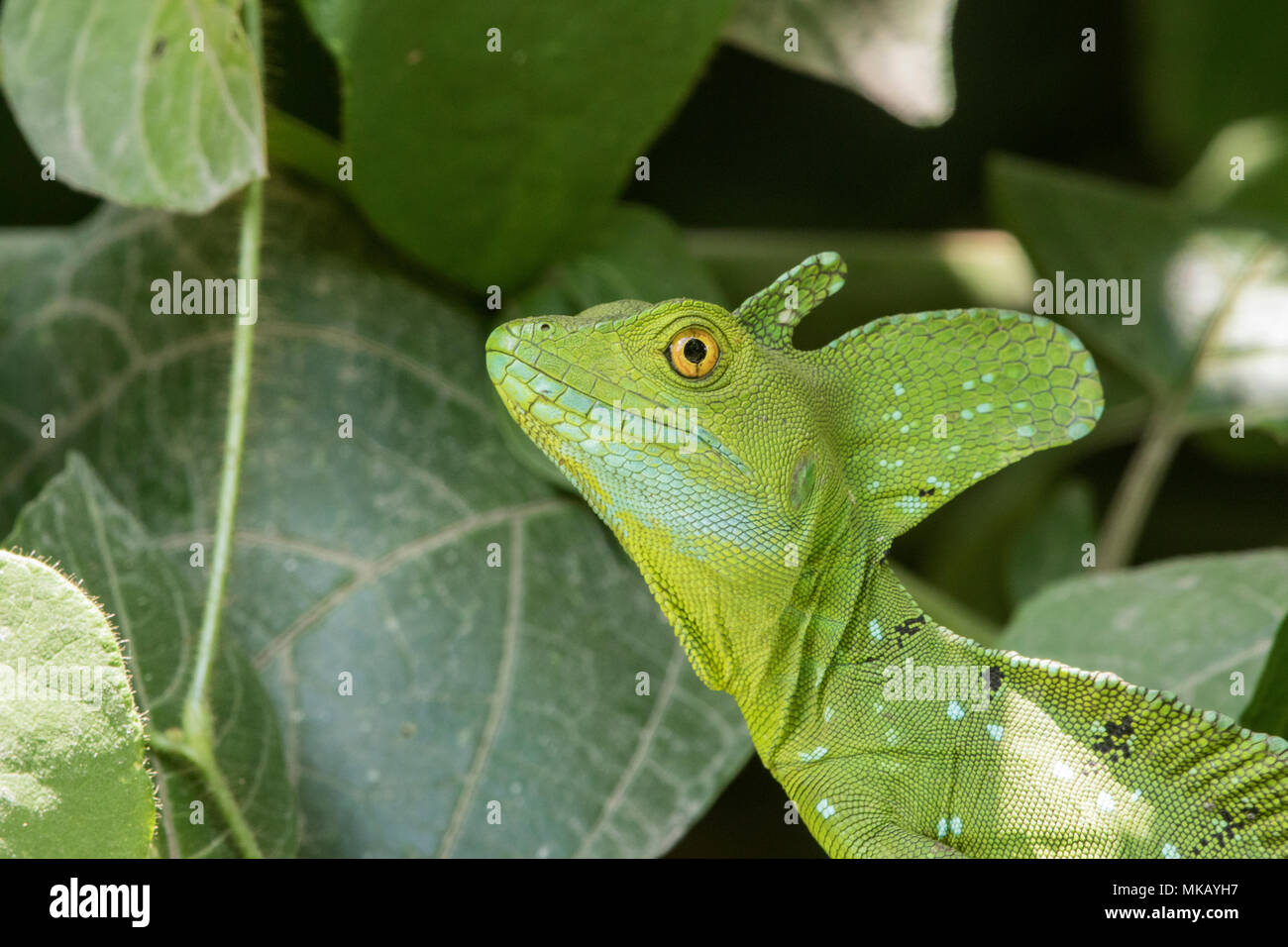 Green basilisk ou lézard Basiliscus plumifrons Jésus-christ repos adultes sur la branche d'arbre, Costa Rica Banque D'Images