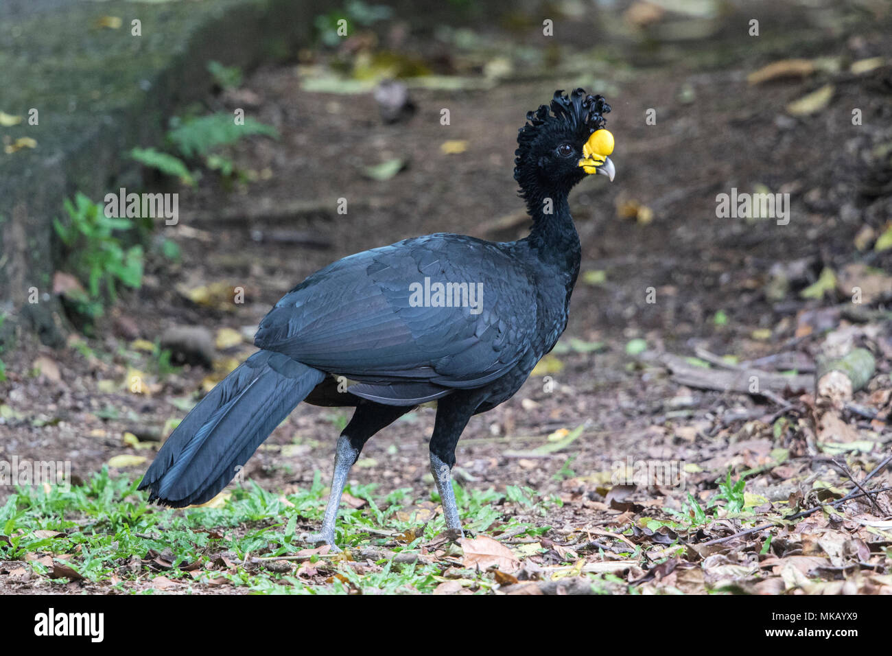 Great curassow Crax rubra mâle adulte marche sur marbre en forêt tropicale, Costa Rica Banque D'Images