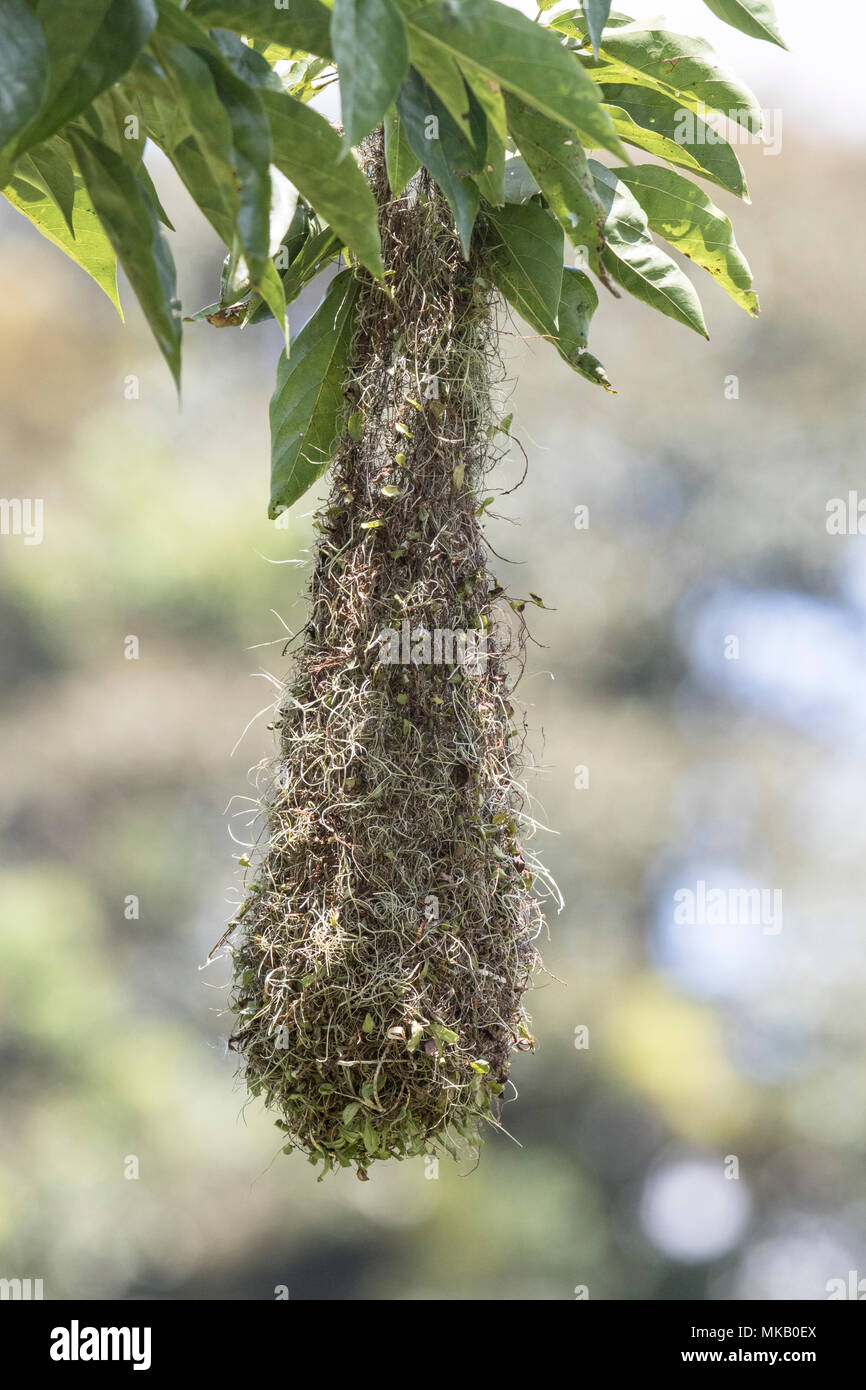 Chestnut-dirigé oropendola Psarocolius wagleri nid suspendu en forêt, Costa Rica Banque D'Images