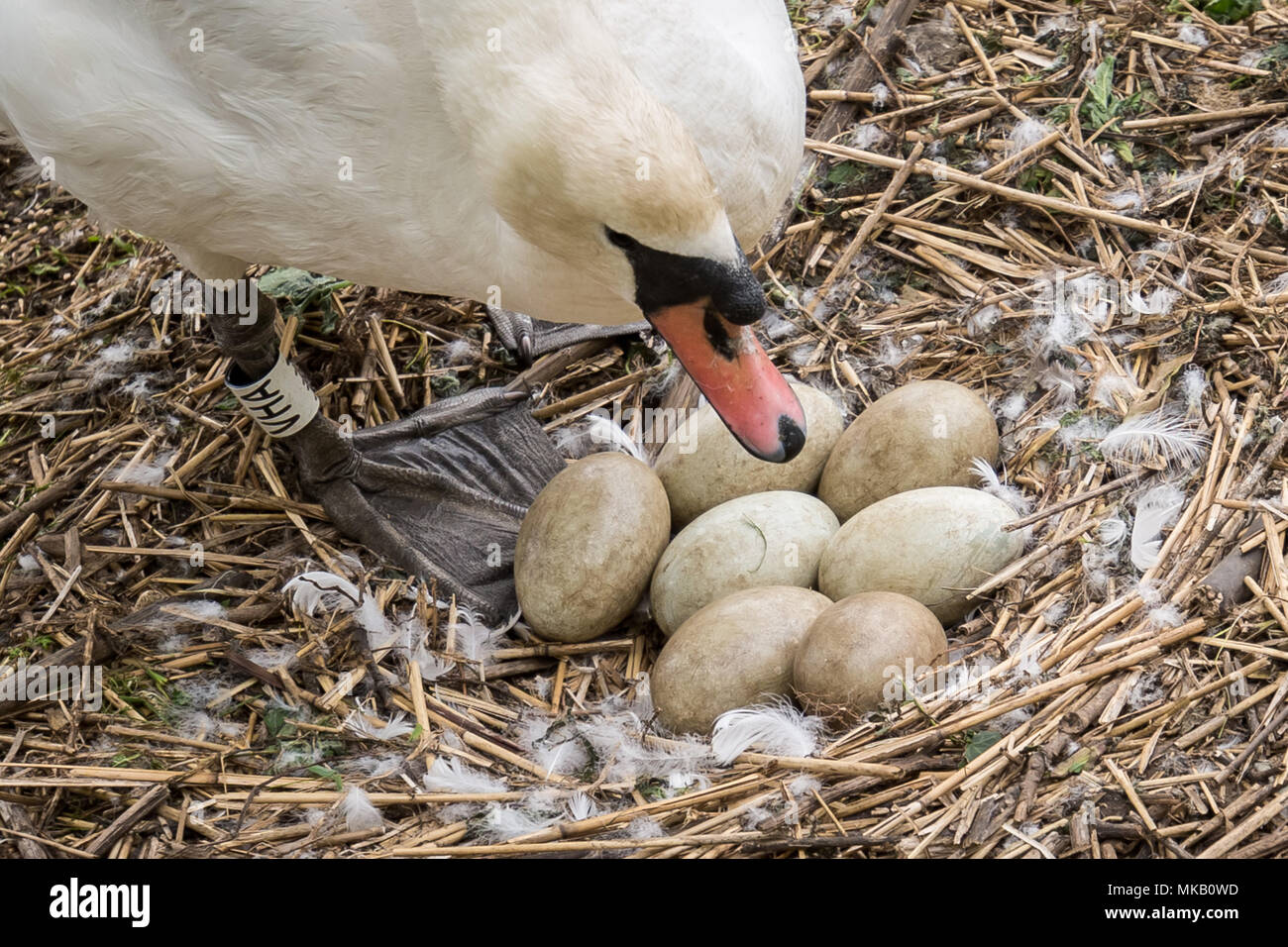 Abbotsbury Swannery dans le Dorset, UK. Banque D'Images