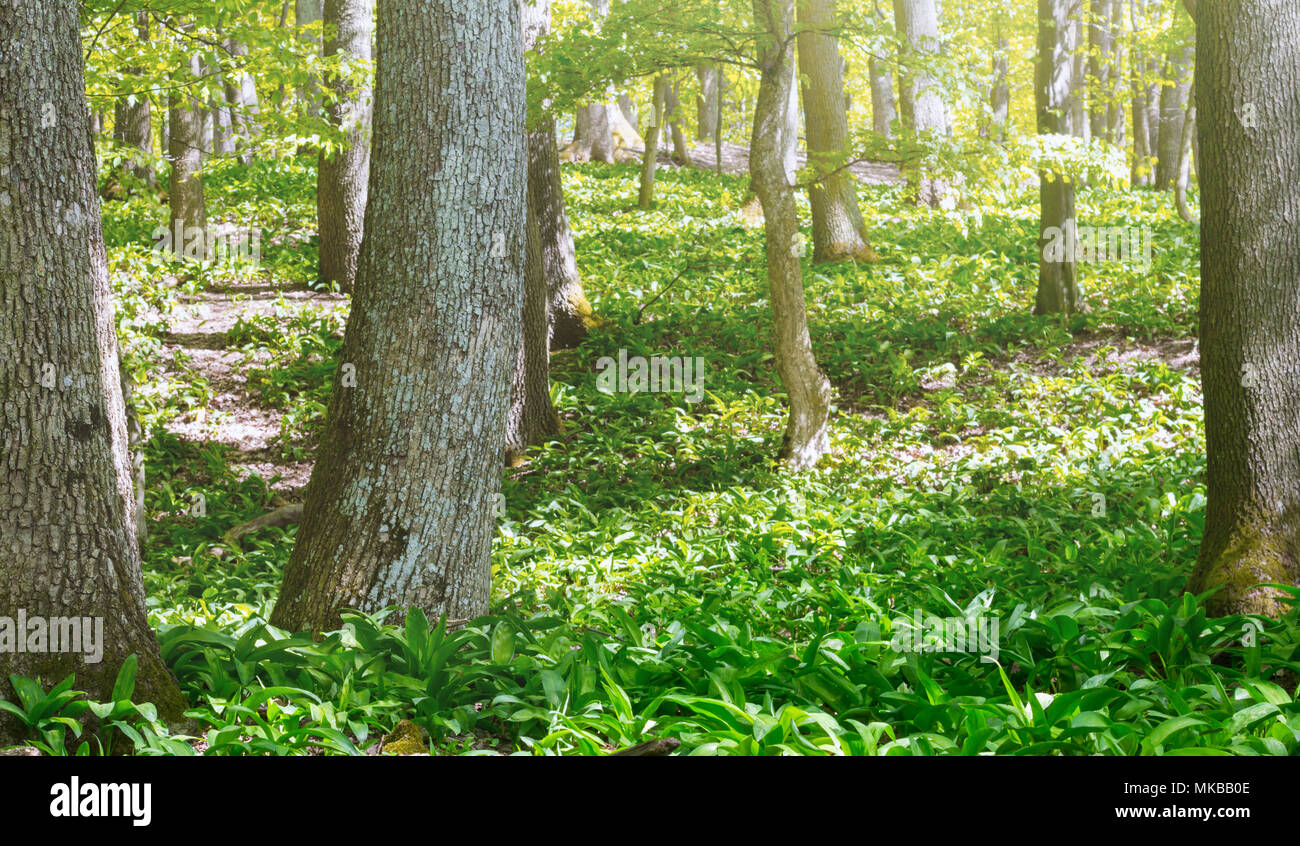 L'ail sauvage poussant dans la forêt au printemps Banque D'Images