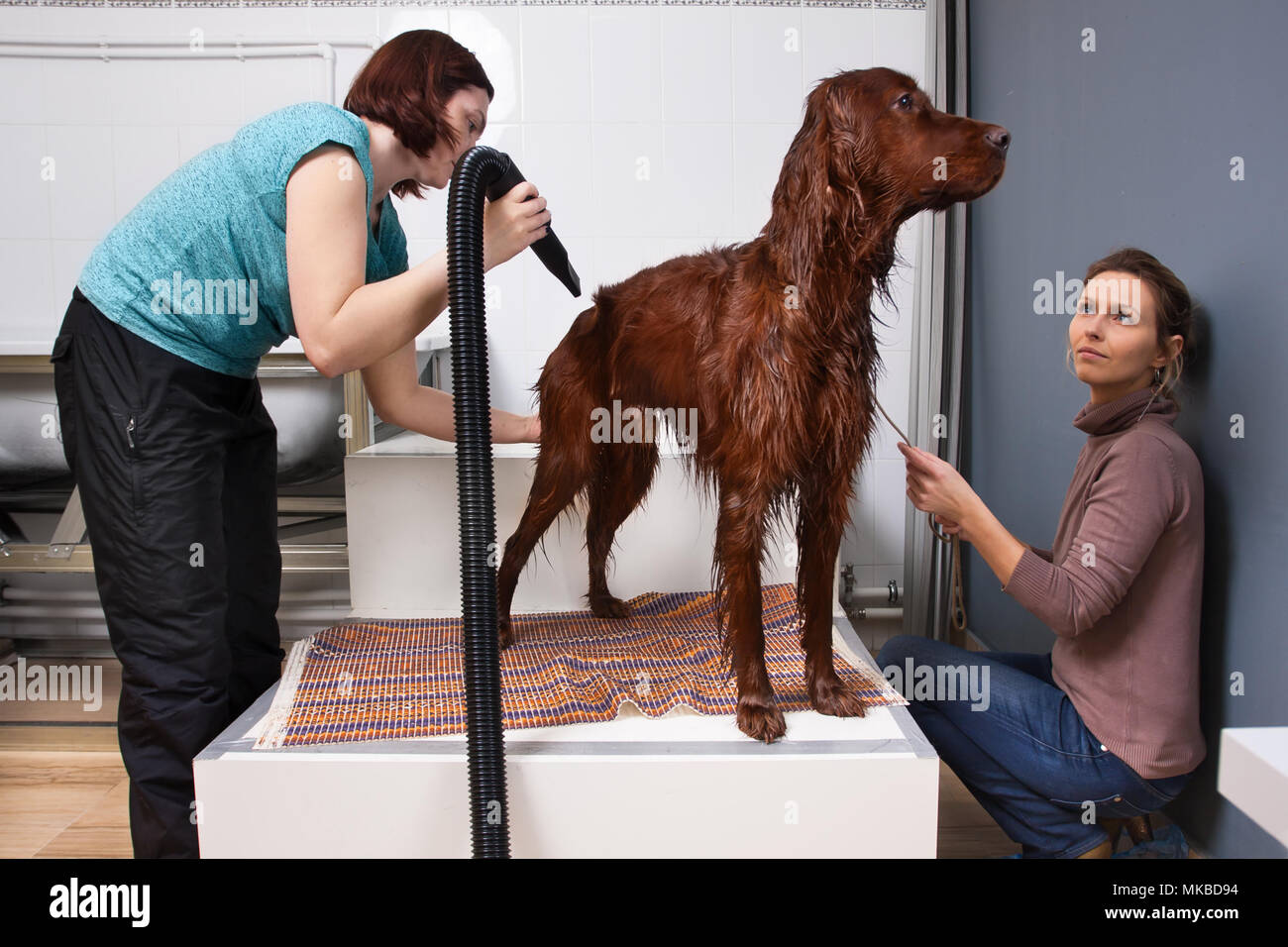 Toiletteur pour animaux de compagnie chien de cheveux de séchage avec un sèche-cheveux après lavage au salon Banque D'Images