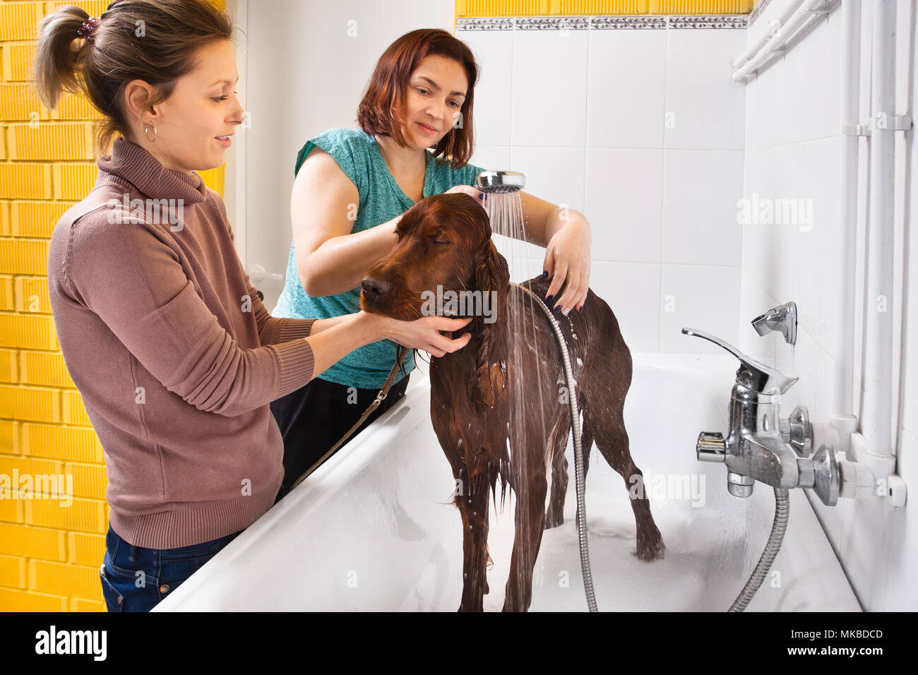 Toiletteur pour animaux lave-chien de la douche au salon, propriétaire de son chien calmant Banque D'Images