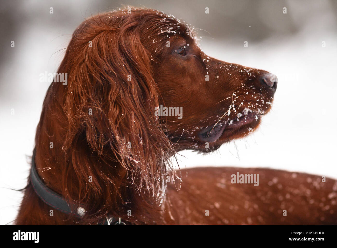 Portrait de setter irlandais sur la balade en hiver Banque D'Images