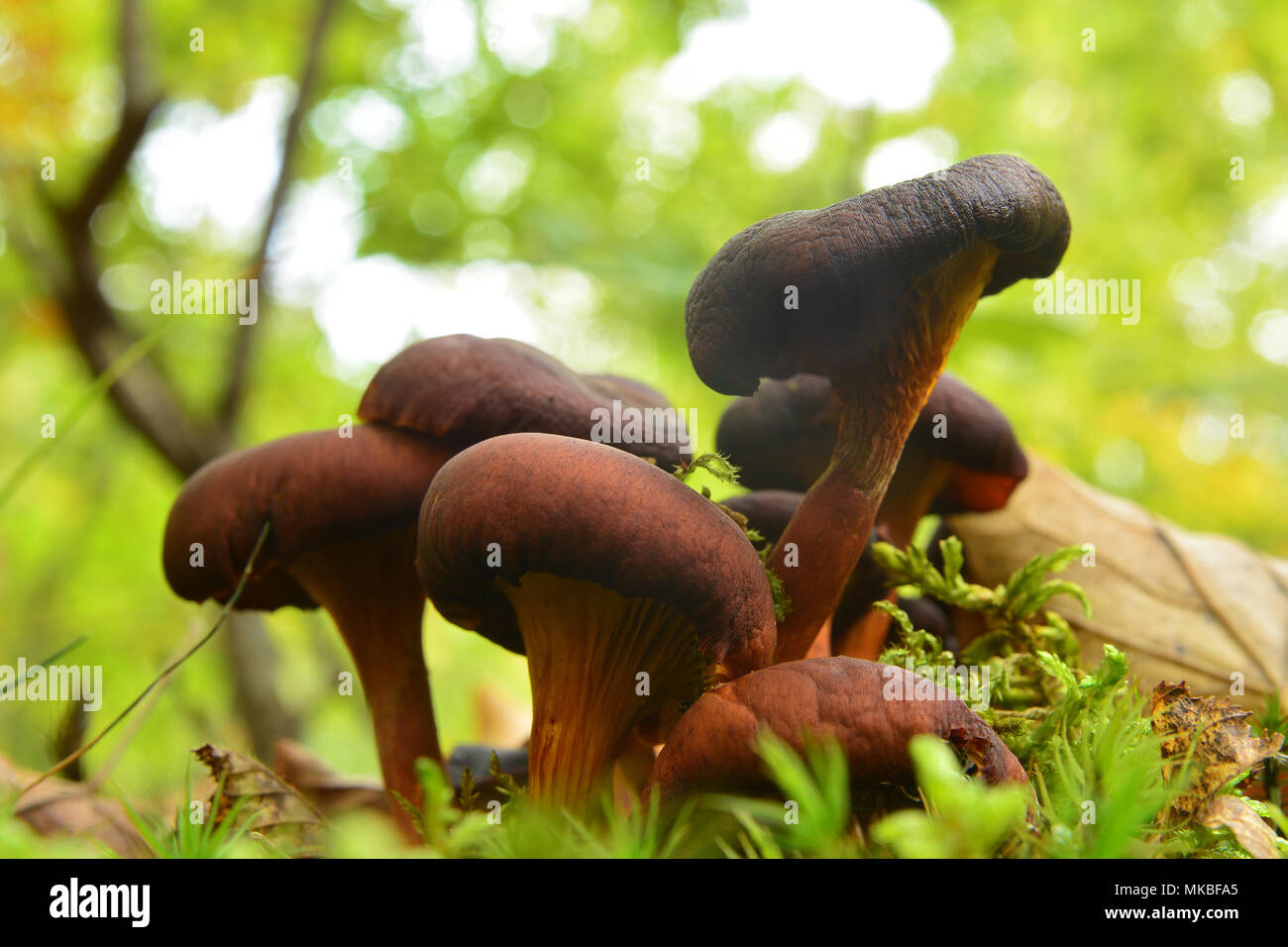 Omphalotus olearius champignons dans la forêt, peut être mortel Banque D'Images
