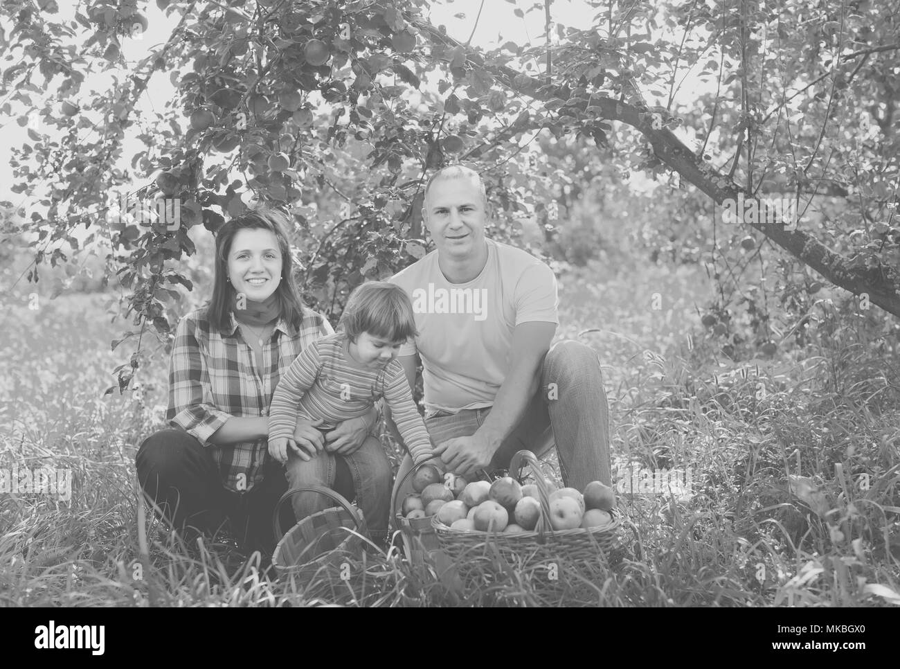 Famille heureuse avec récolte des pommes dans un verger Banque D'Images