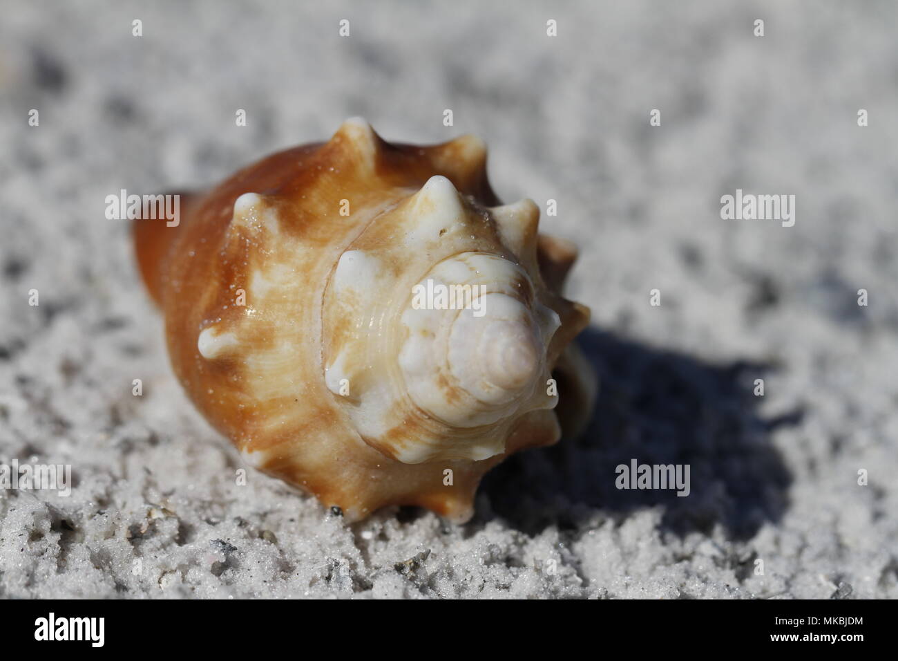 Vue frontale d'une lutte contre la Floride, conque Strombus alatus, trouvé sur une plage, Naples Floride Banque D'Images
