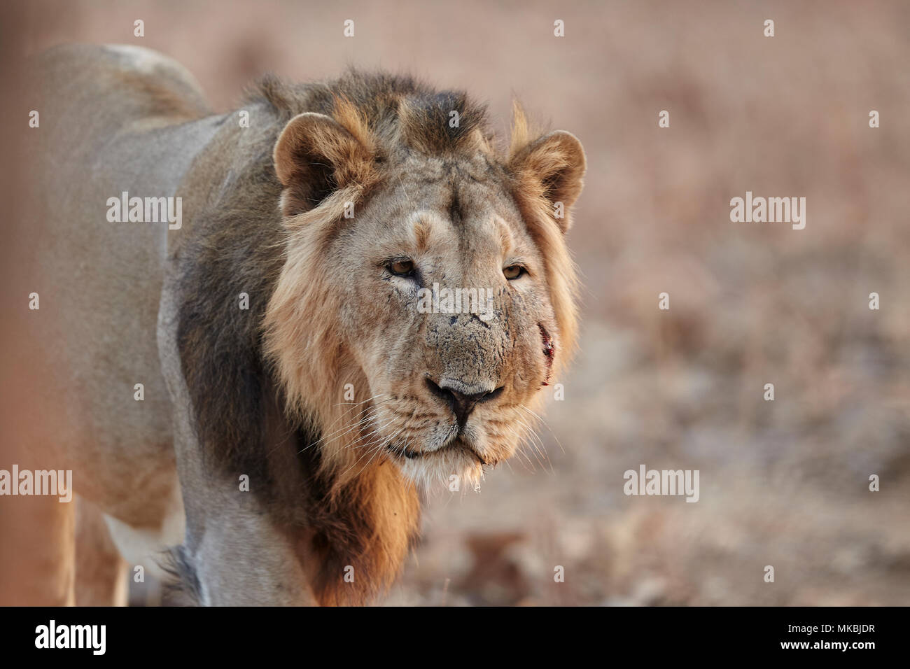 Lion mâle asiatique au rif forest, de l'Inde . Banque D'Images