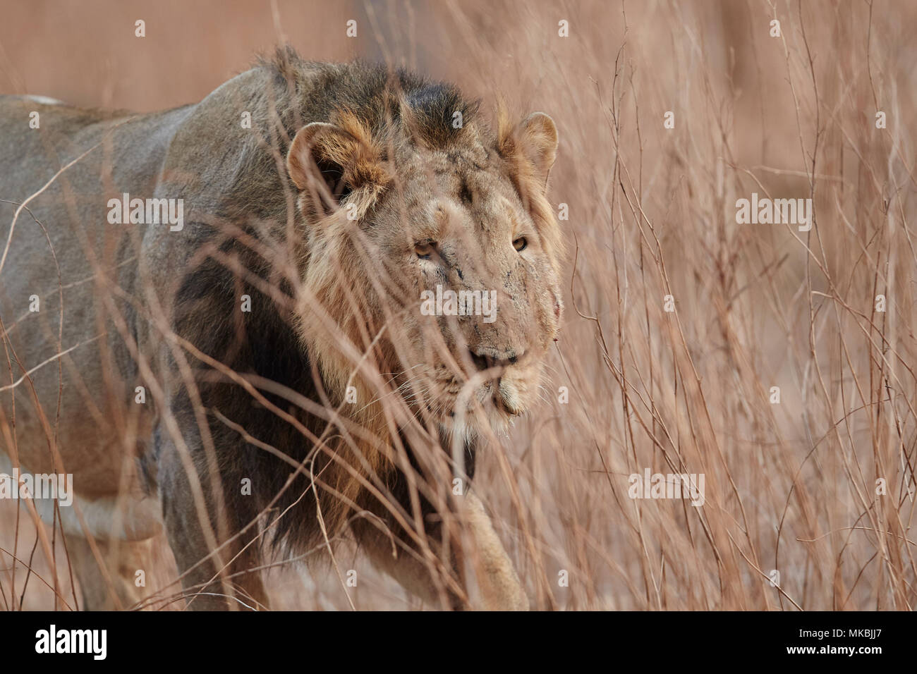 Lion mâle asiatique au rif forest, de l'Inde . Banque D'Images