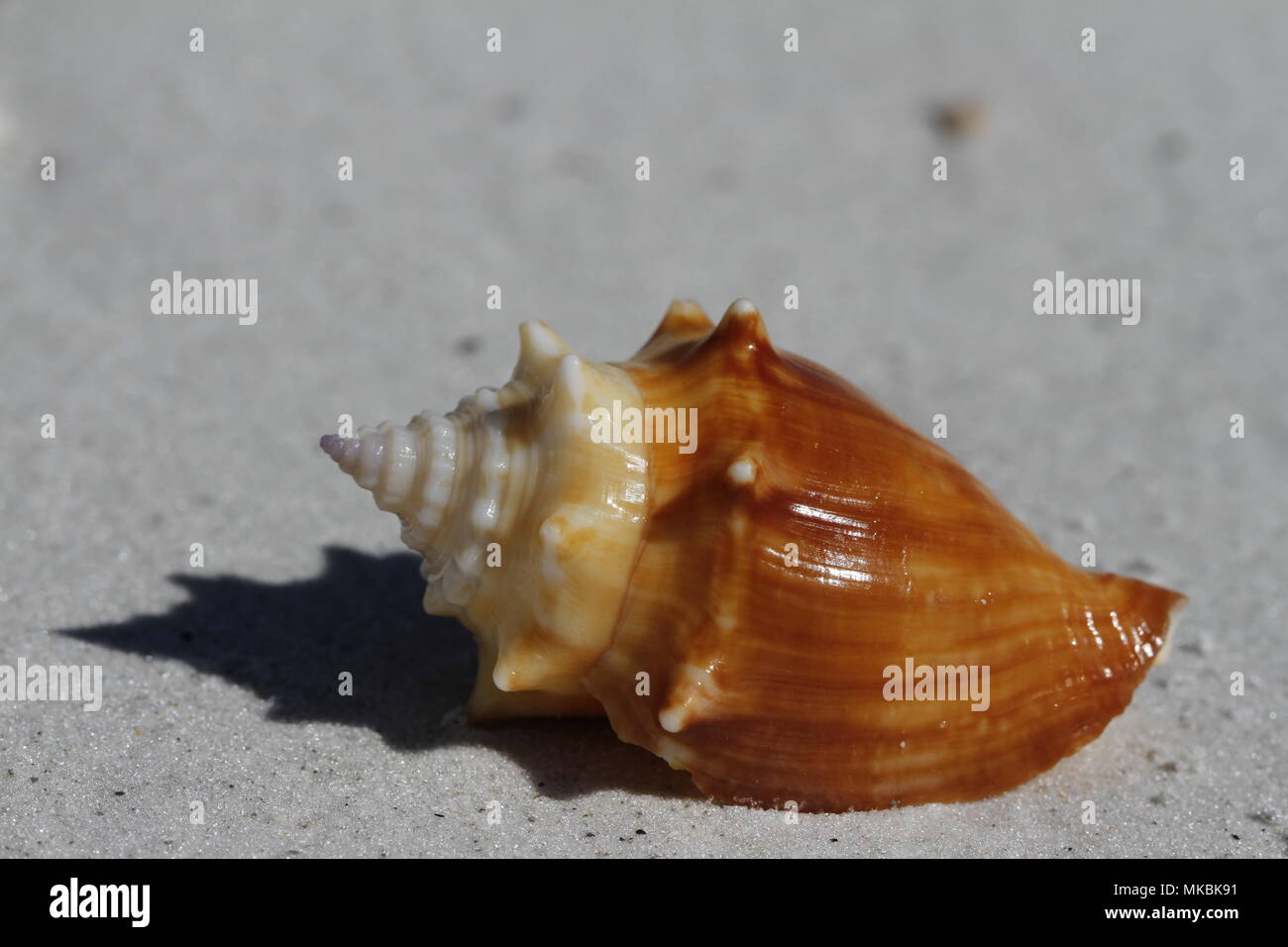 Vue latérale d'une conque lutte contre la Floride, Strombus alatus, trouvé sur une plage, Naples Floride Banque D'Images