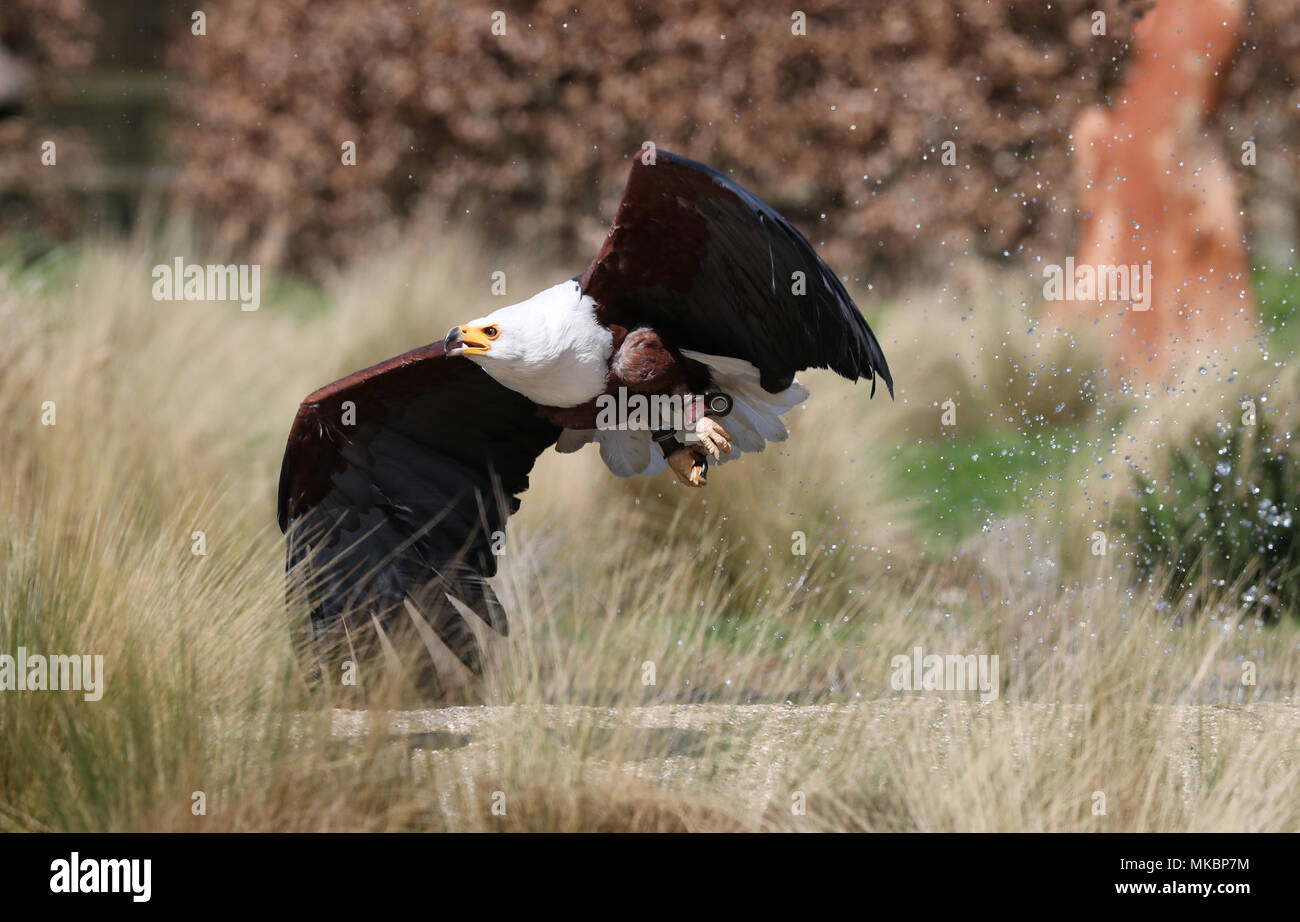 Close up of an African Sea Eagle en vol attraper la nourriture Banque D'Images