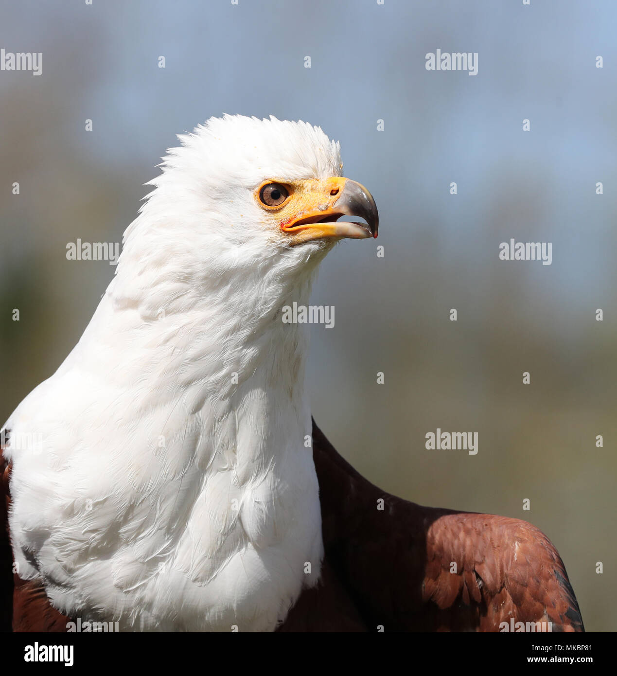 Close up tête et les épaules d'un africain l'Aigle de mer Banque D'Images