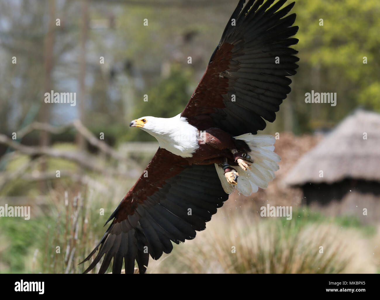 Close up of an African Sea Eagle en vol attraper la nourriture Banque D'Images