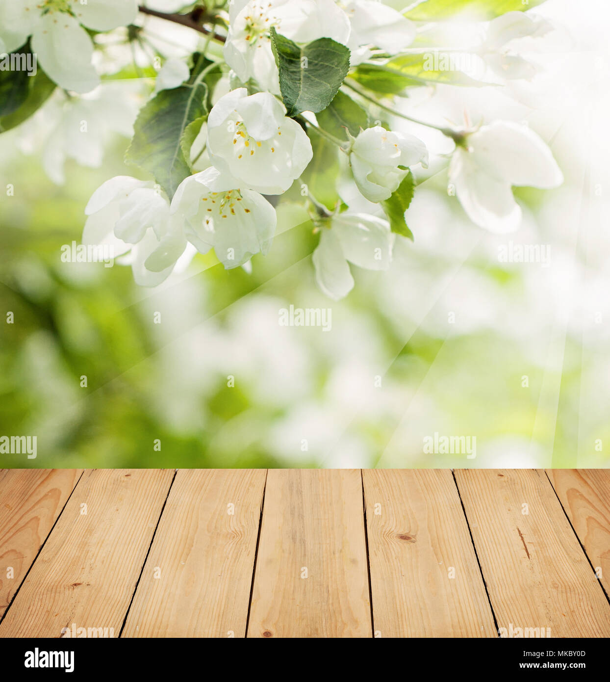 Apple Tree printemps Fleurs, léger et Flou d'arrière-plan du tableau en bois vide Beige Banque D'Images