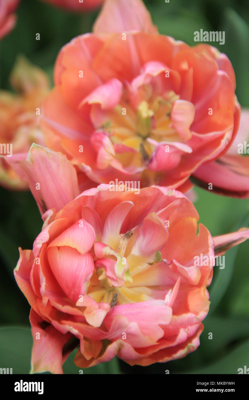 Tulip ' Cameo Rose' Banque D'Images