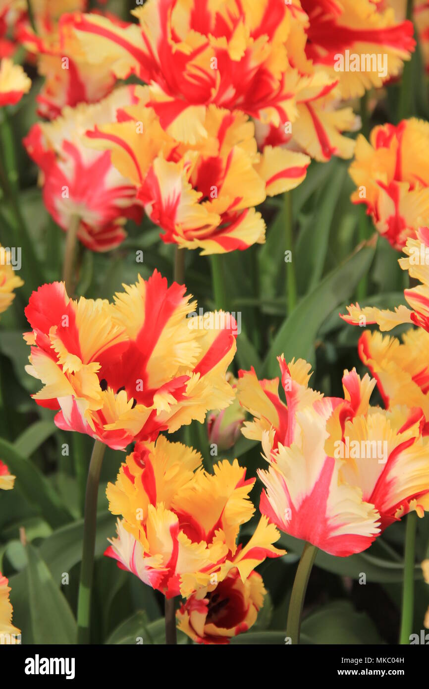 Tulip 'Flaming Parrot' Banque D'Images