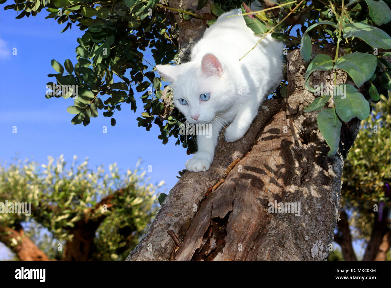 Chat blanc grimpant sur un arbre Banque D'Images