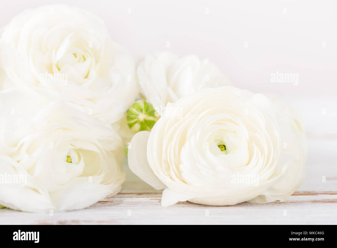 Close up of bouquet de renoncules Blanches fleurs renoncule, le printemps  ou la Fête des Mères, Concept Photo Stock - Alamy
