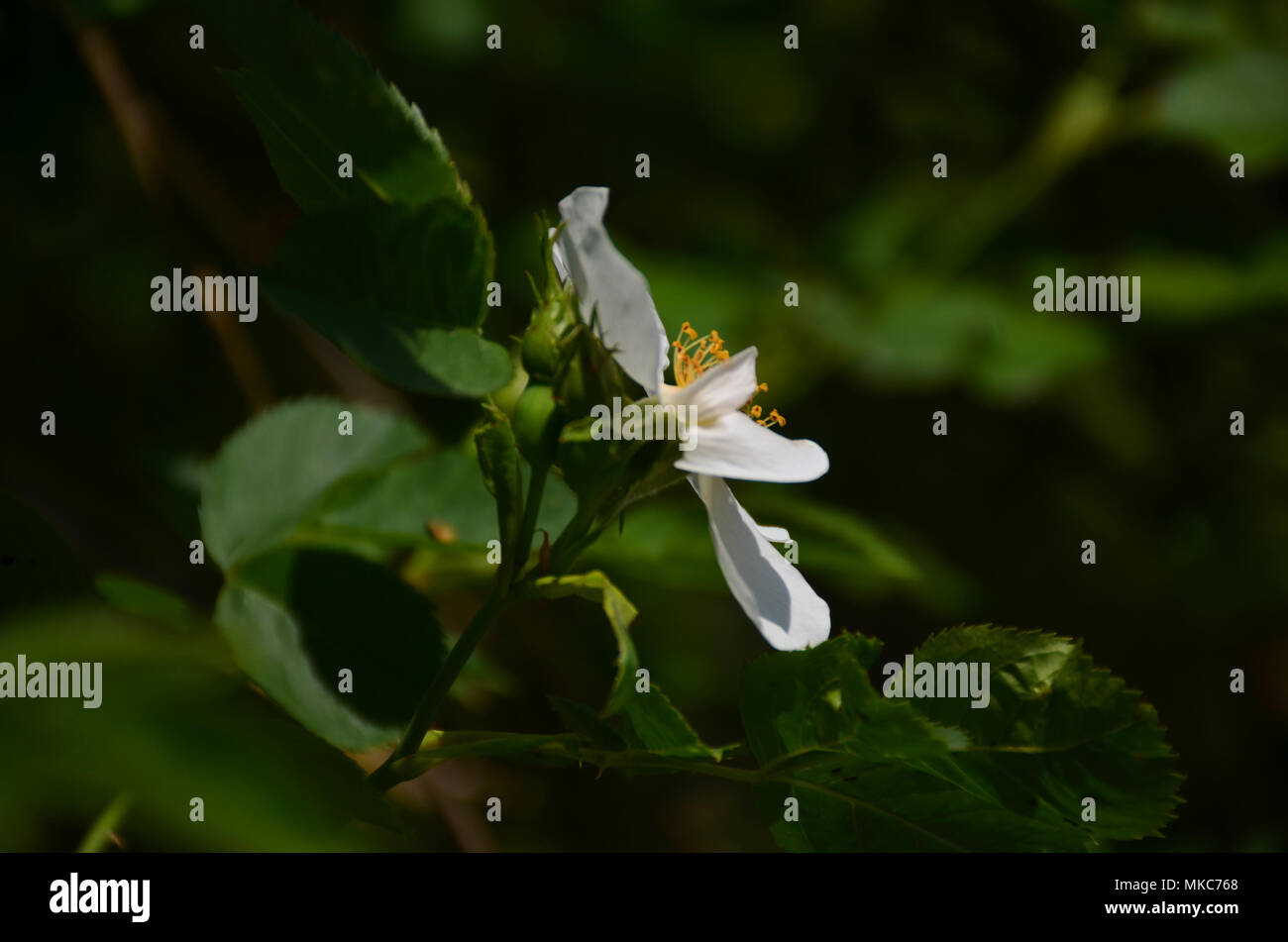 Fleur blanche de bois de fer, d'arbres en fleurs sur châtaignier rose indien Banque D'Images