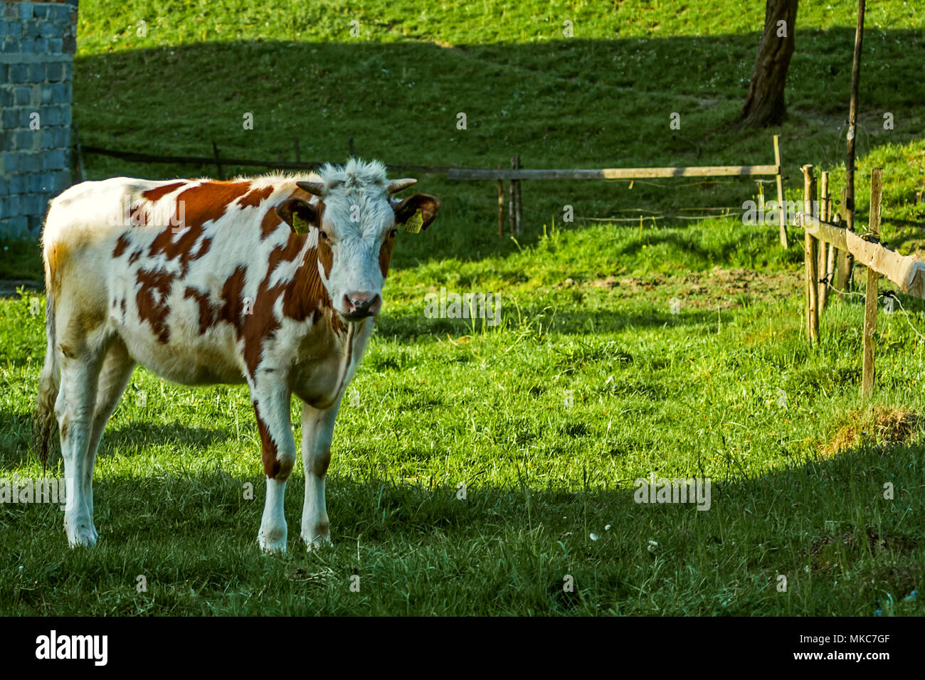 Blanc Brun Patched couenne Holstein vache d'élevage de jeunes dans les pâturages à la recherche de l'appareil photo dans Leszna Beskides de Silésie, Gora, Pologne. Banque D'Images