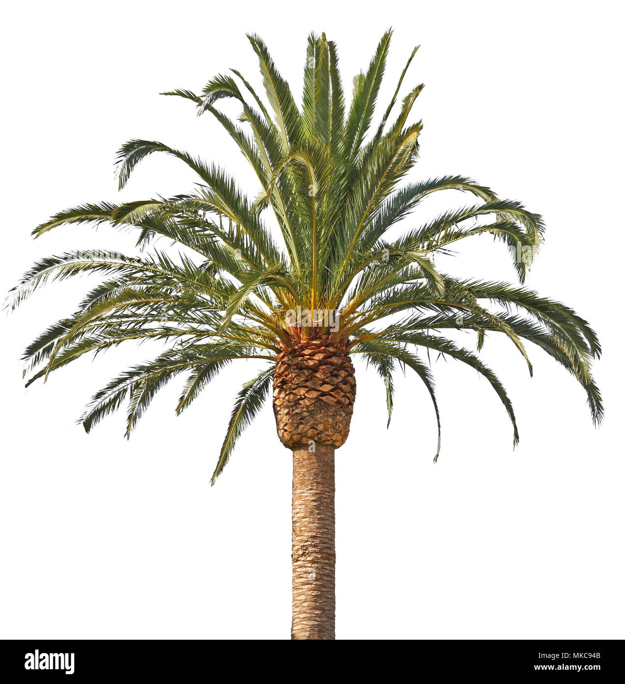 Palm tree Banque D'Images